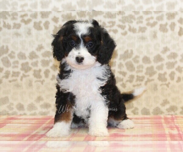 Medium Photo #1 Miniature Bernedoodle Puppy For Sale in DENVER, PA, USA