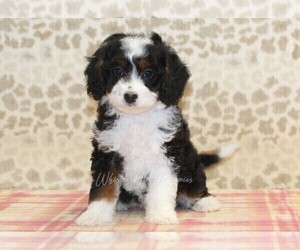 Miniature Bernedoodle Puppy for sale in DENVER, PA, USA