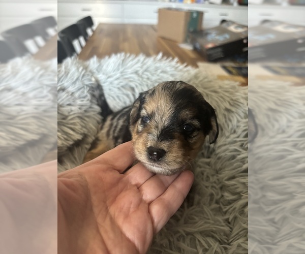 Medium Photo #1 Corgipoo Puppy For Sale in MARICOPA, AZ, USA
