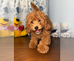 Small #41 Goldendoodle mix (+ Poodle Miniature)