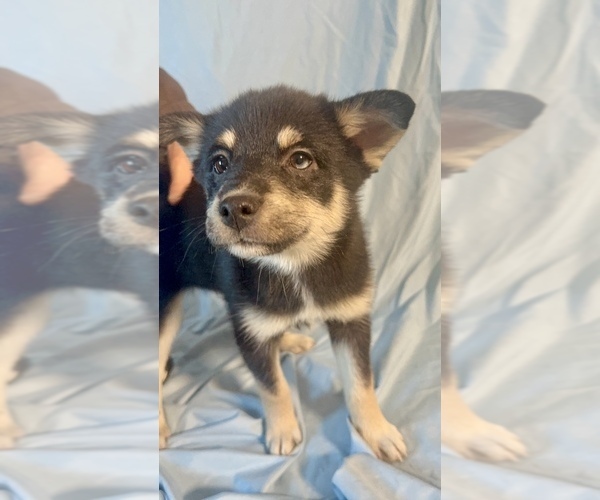 Medium Photo #3 Pomsky-Shiba Inu Mix Puppy For Sale in NASHUA, NH, USA