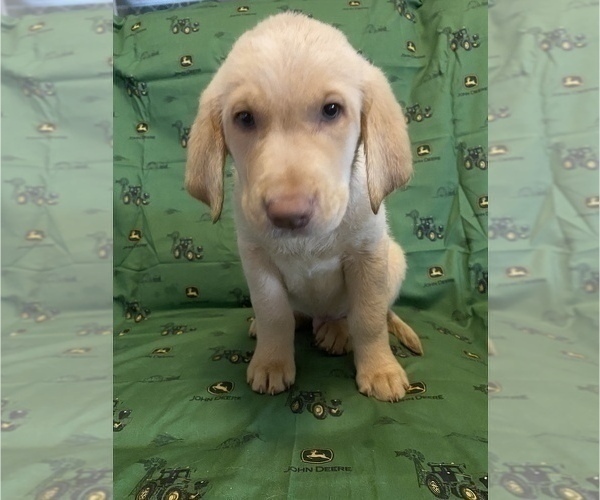 Medium Photo #1 Labrador Retriever Puppy For Sale in GAINESVILLE, GA, USA