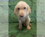 Small Photo #1 Labrador Retriever Puppy For Sale in GAINESVILLE, GA, USA