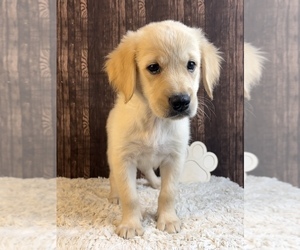 Golden Retriever Puppy for sale in FRANKLIN, IN, USA