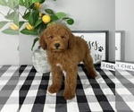 Small #4 Goldendoodle (Miniature)