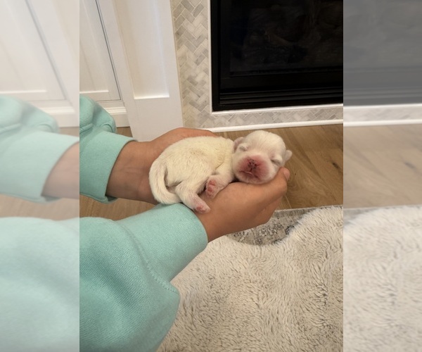 Medium Photo #6 Shih Tzu Puppy For Sale in HARRISONBURG, VA, USA