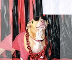 Small #2 American Pit Bull Terrier Mix