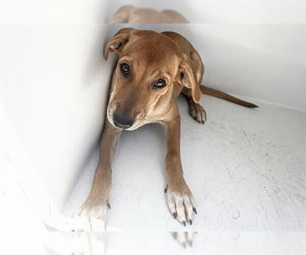 Medium Photo #2 Labrador Retriever-Unknown Mix Puppy For Sale in Houston, TX, USA