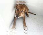 Small #1 Labrador Retriever Mix