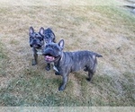 Small Photo #16 French Bulldog Puppy For Sale in BRYAN, TX, USA