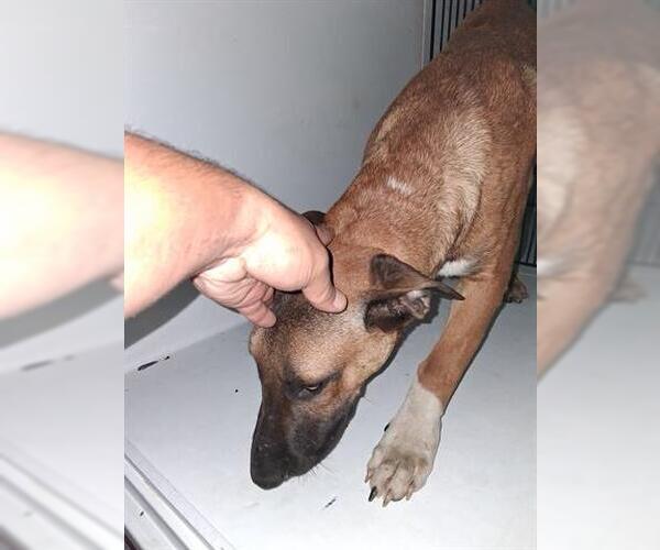 Medium Photo #1 German Shepherd Dog-Unknown Mix Puppy For Sale in Houston, TX, USA