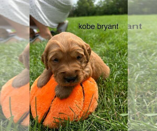 Medium Photo #15 Golden Retriever Puppy For Sale in LIME SPRINGS, IA, USA