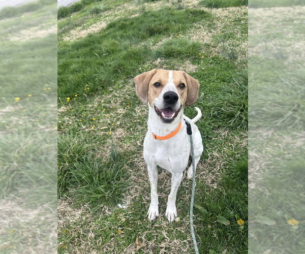 Medium Photo #2 English Coonhound Puppy For Sale in Evansville, IN, USA