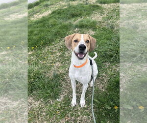Diesel - Male English Coonhound Dog for Adoption - Photo #2