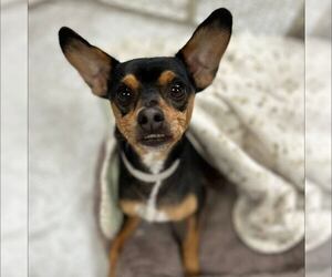 Miniature Pinscher-Unknown Mix Dogs for adoption in New Oxford , PA, USA