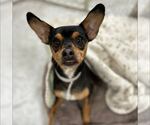 Small Miniature Pinscher Mix