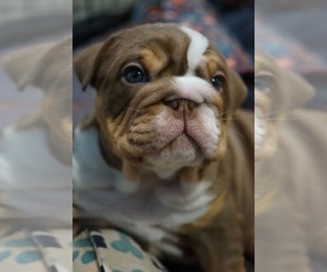 Bulldog Puppy for Sale in LOUISA, Virginia USA