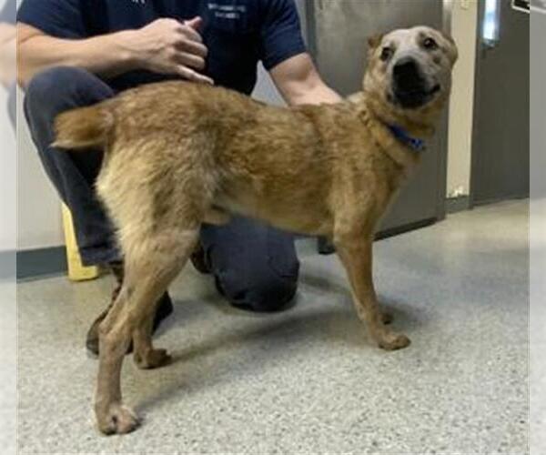 Medium Photo #1 Texas Heeler-Unknown Mix Puppy For Sale in Visalia, CA, USA