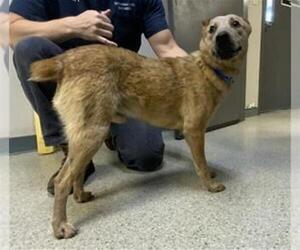 Texas Heeler-Unknown Mix Dogs for adoption in Visalia, CA, USA