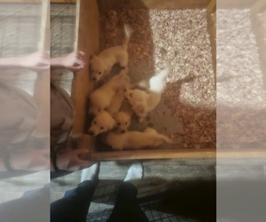 Golden Retriever Puppy for Sale in GOWANDA, New York USA