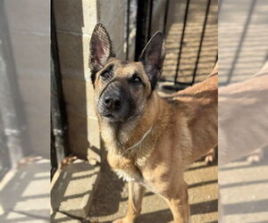 German Shepherd Dog Dogs for adoption in Riverside, CA, USA