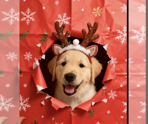 Medium Photo #1 Golden Retriever Puppy For Sale in INGLESIDE, TX, USA