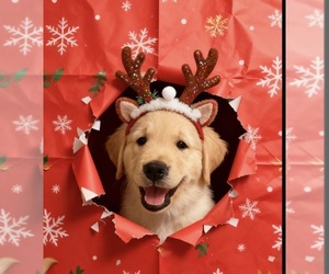 Golden Retriever Puppy for sale in INGLESIDE, TX, USA