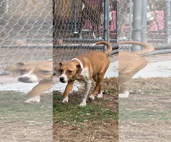 Medium Photo #3 Cheagle Puppy For Sale in Brooksville, FL, USA