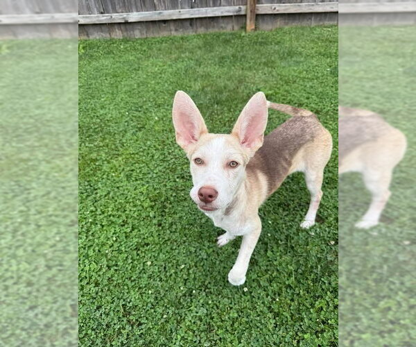 Medium Photo #13 Siberian Husky-Unknown Mix Puppy For Sale in Germantown, OH, USA