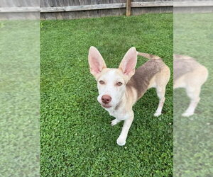 Puppiccino - Female Siberian Husky-Unknown Mix Dog for Adoption - Photo #13