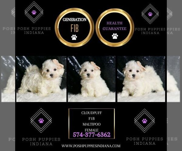 Medium Photo #5 Maltipoo Puppy For Sale in WARSAW, IN, USA