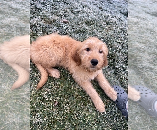 Medium Photo #1 Goldendoodle Puppy For Sale in BEECH GROVE, IN, USA