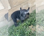 Small #114 French Bulldog