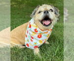 Small #2 Shih Tzu Mix