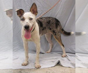 Chestnut - Male Australian Shepherd-Unknown Mix Dog for Adoption - Photo #3