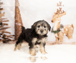 Small #6 Poodle (Toy)-Yorkshire Terrier Mix