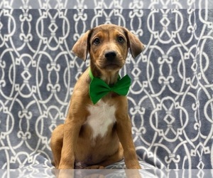 Australian Shepherd-Catahoula Leopard Dog Mix Puppy for sale in LAKELAND, FL, USA