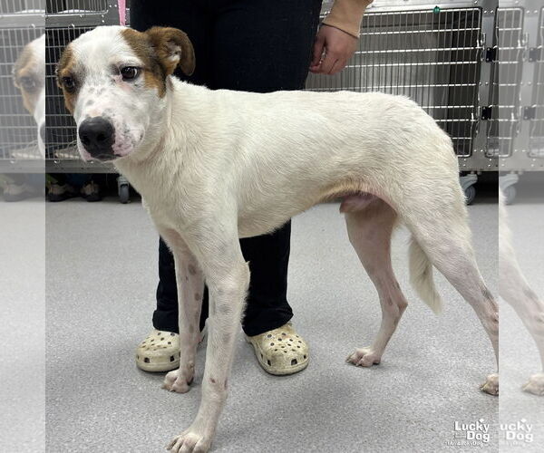 Medium Photo #2 Retriever -Unknown Mix Puppy For Sale in Washington, DC, USA