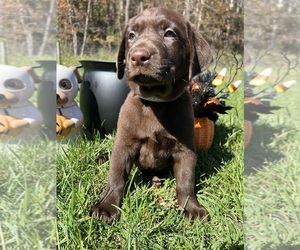 Labrador Retriever Puppy for sale in NEOLA, WV, USA