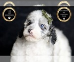 Small Photo #113 Poodle (Toy) Puppy For Sale in WARSAW, IN, USA