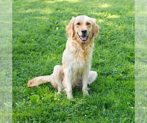 Mother of the Golden Retriever puppies born on 05/08/2025