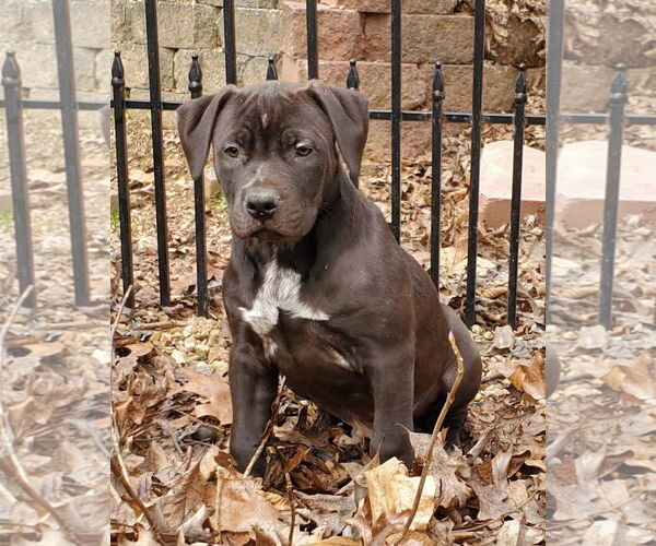 Medium Photo #1 Labrador Retriever-Staffordshire Bull Terrier Mix Puppy For Sale in Pottstown, PA, USA