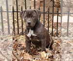 Small Labrador Retriever-Staffordshire Bull Terrier Mix