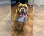 Diesel - Male Bulldog Dog for Adoption - Small photo