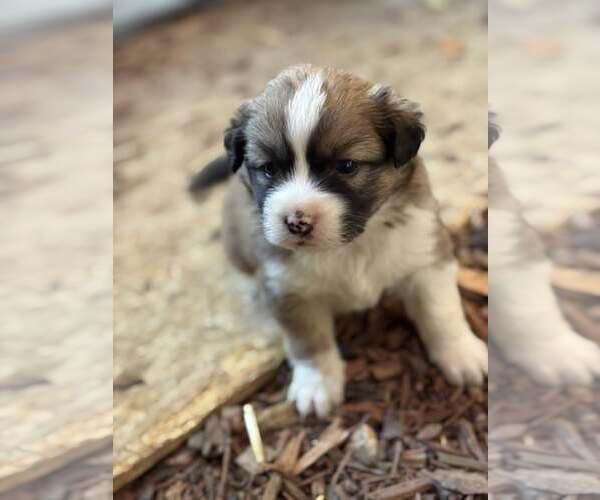 Medium Photo #2 Australian Shepherd-Shih Tzu Mix Puppy For Sale in Paso Robles, CA, USA