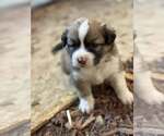 Small #1 Australian Shepherd-Shih Tzu Mix