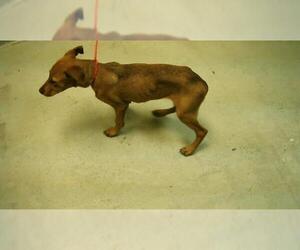 Basenji-Unknown Mix Dogs for adoption in Tulsa, OK, USA