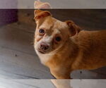 Small #6 Chihuahua