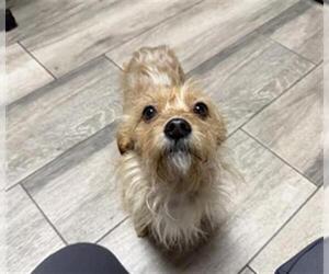 Mutt Dogs for adoption in Redlands, CA, USA