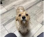 Small Mutt